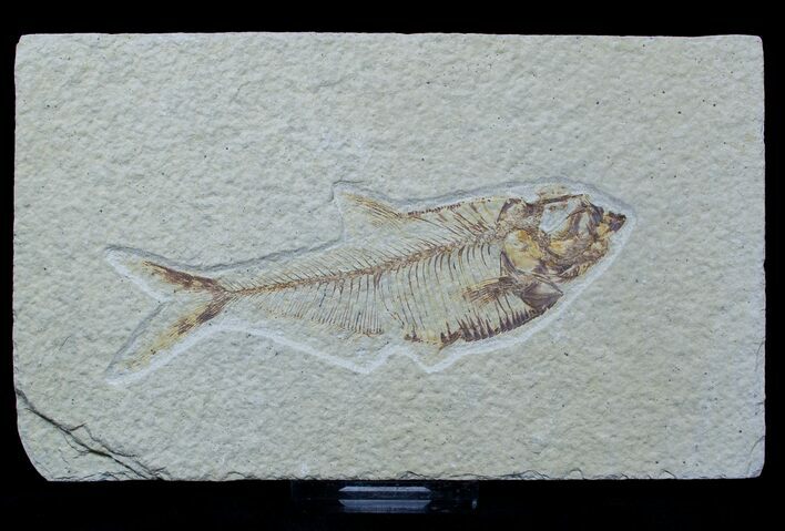 Nice Diplomystus Fossil Fish - #1565